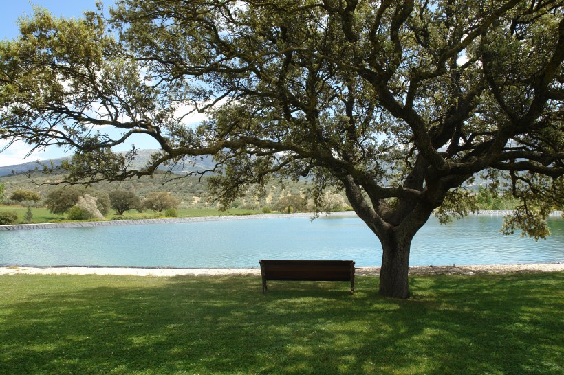 jardin-del-rosario-quercus-ilex-074