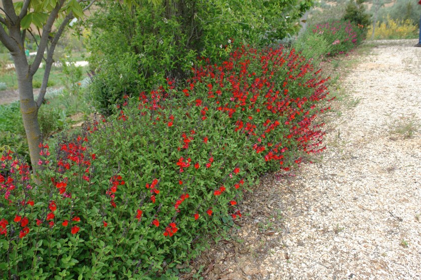 jardin-del-rosario-salvia-microphylla-spp-051