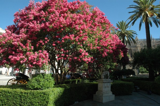 jardines-de-la-lonja-julio-4