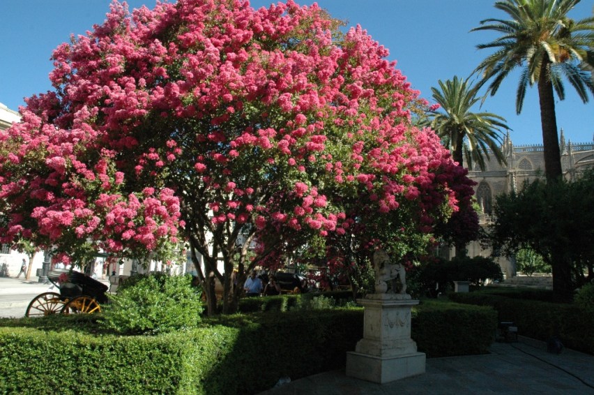jardines-de-la-lonja-julio-4