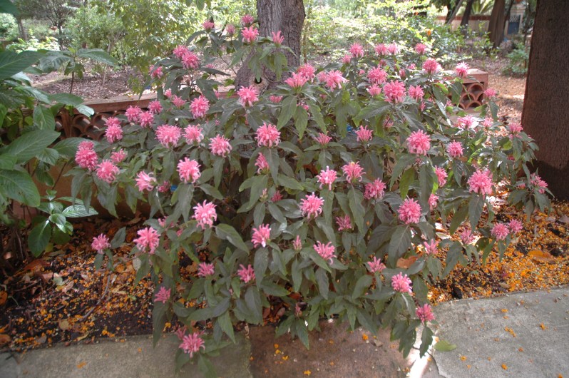 justicia-carnea-sicilia-ortobotanicodipalermo