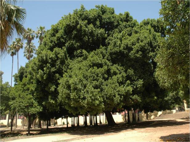 la-dignidad-del-arbol-bui