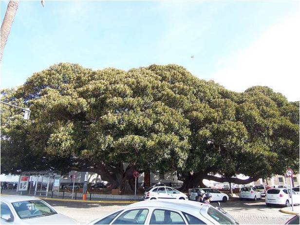 la-dignidad-del-arbol-by