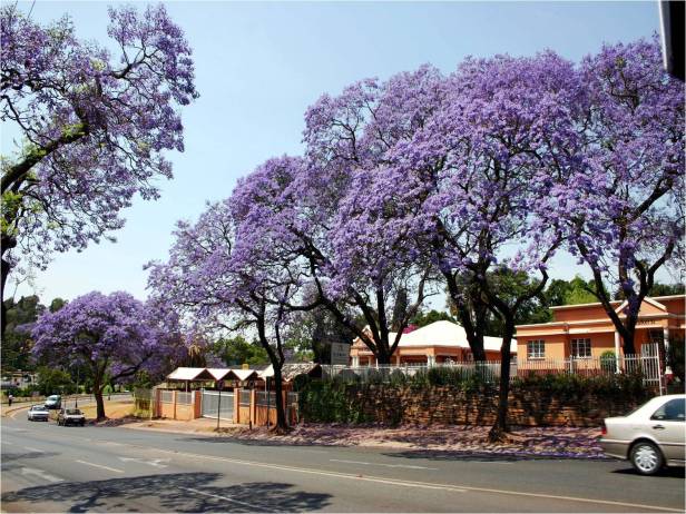 la-dignidad-del-arbol-byj