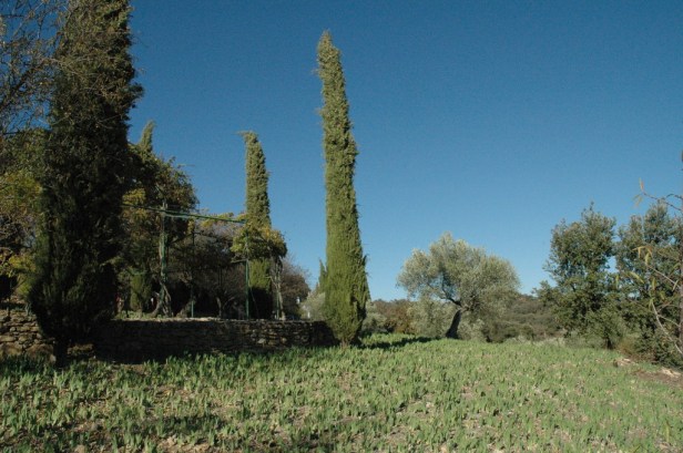 la-vinuela-iris-germanica_redimensionar