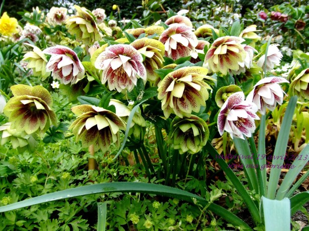 le-vasterival-helleborus-n-2