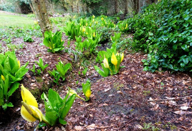 le-vasterival-lysichiton-3