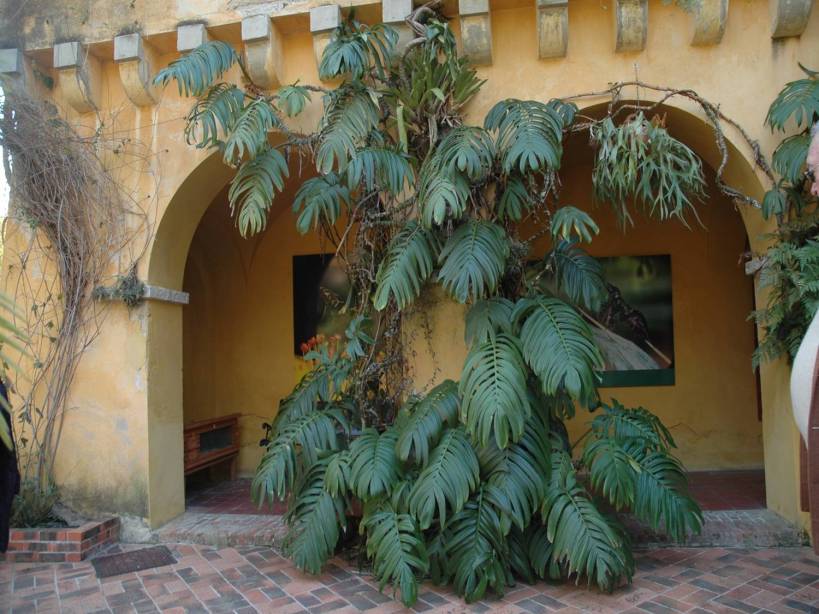 menton-val-rahmeh-raphidophora-decursiva