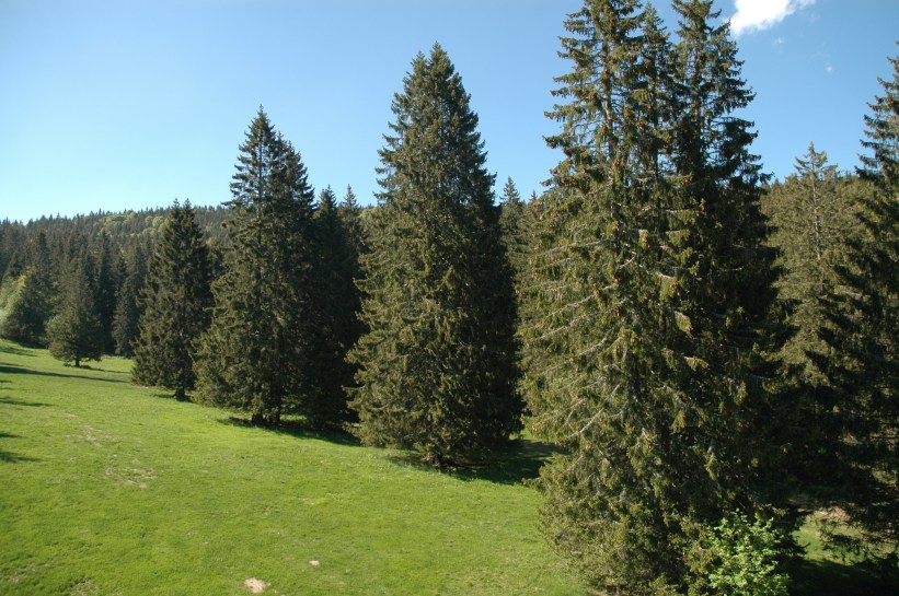 monte-belchen-piceas-4