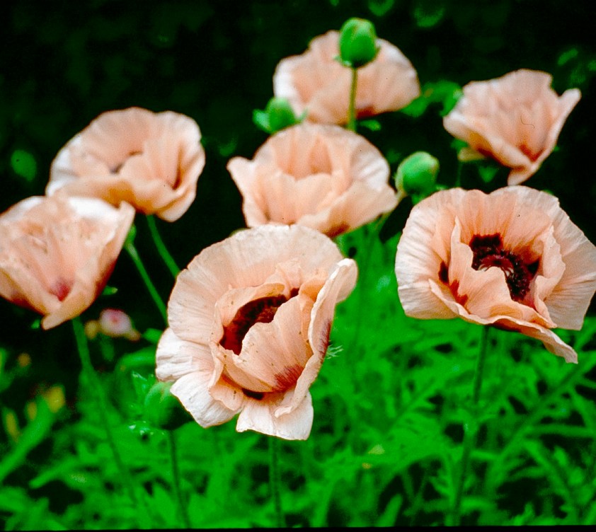 normandia-chateau-de-vandrimare-papaver-2