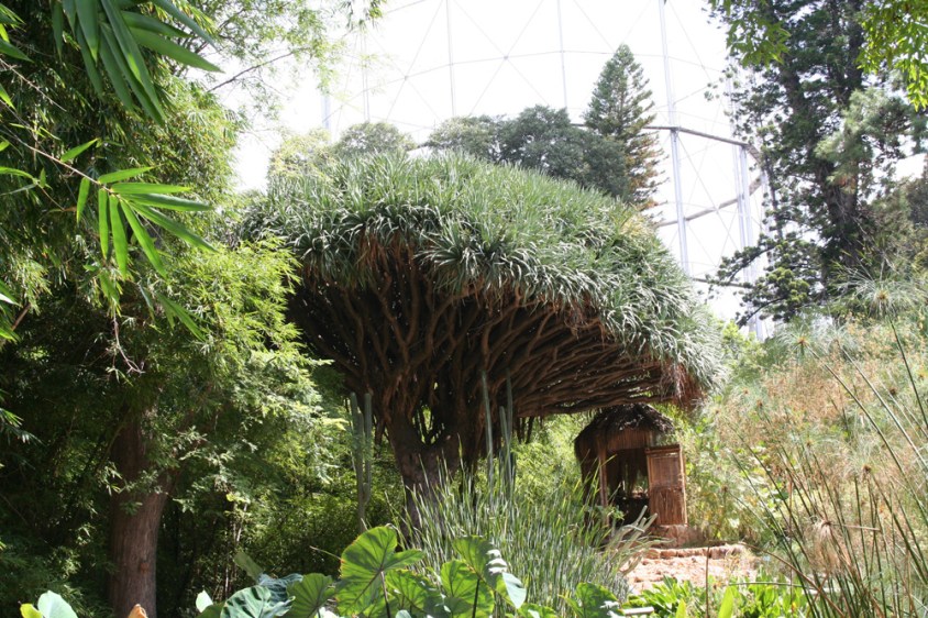 orto-botanico-di-palermo-_dracaena