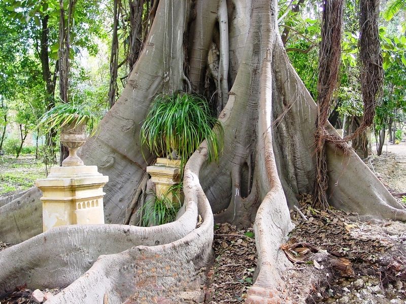 orto-botanico-di-palermo-ficus_macrophylla011