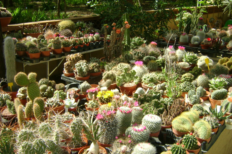 orto-botanico-di-palermo-mb