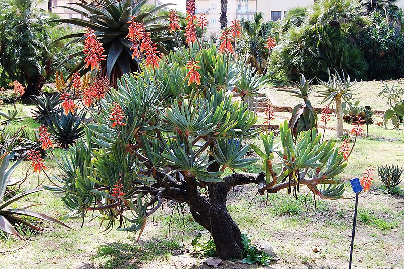 orto-botanico-di-palermoaloe_plicatilis-3