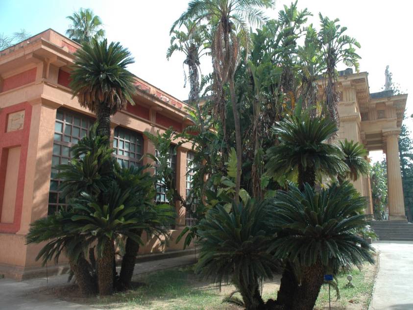 orto-botanico-di-palermo-cyca-revoluta