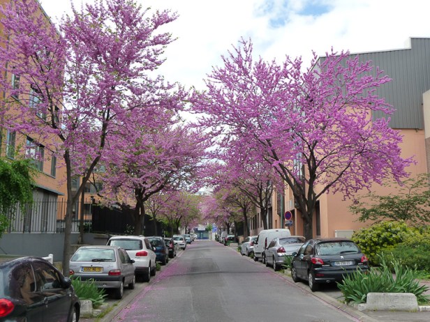 Arbres de Judée (Cercis siliquastrum) dans la rue Pages, Suresnes (Hauts-de-Seine), 9 mai 2013, photo Alain Delavie