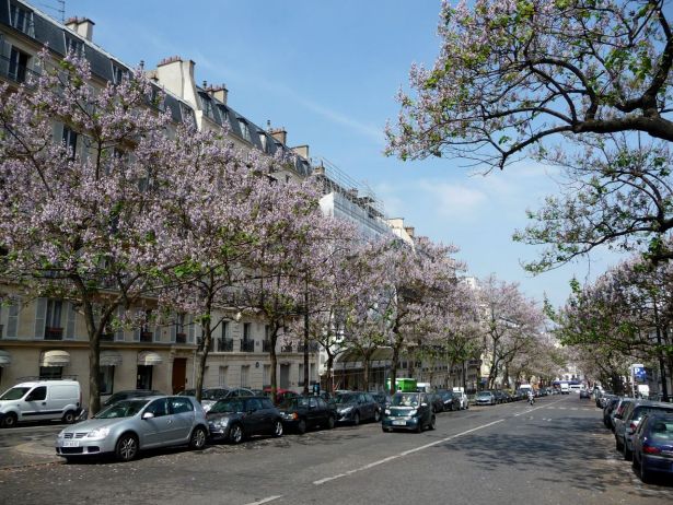 paris-paulownia-tomentosa-en-pleine-floraison-avenue-carnot-paris-17e
