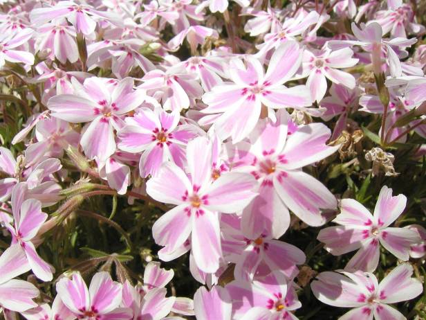 phlox-decusata-flox-musgoso