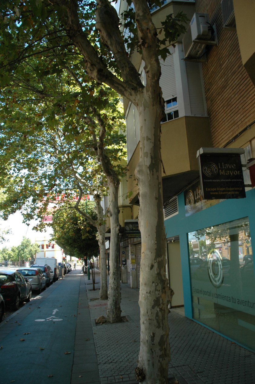 platanos-en-la-avda-cruz-campo-julio-2016-068