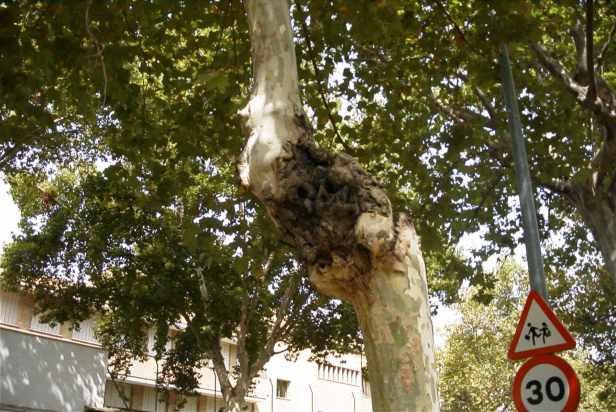 platanus-chancro
