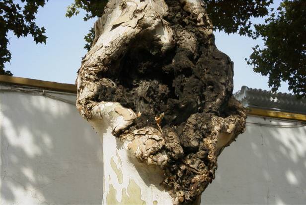 platanus-plaga-x