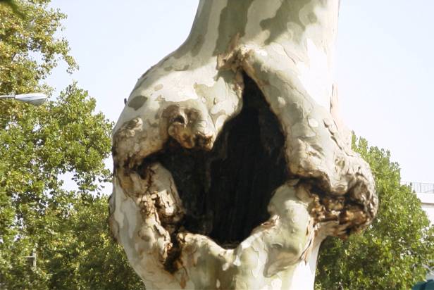 platanus-plaga-z