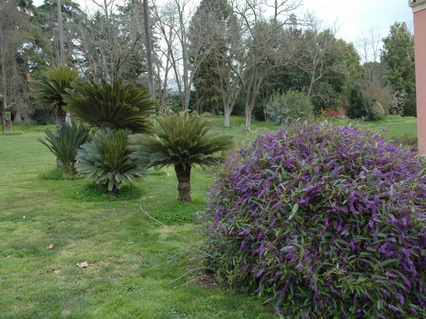portugal-elvas-quinta-da-espanhola-hardenbergia-violacea-y-cycas