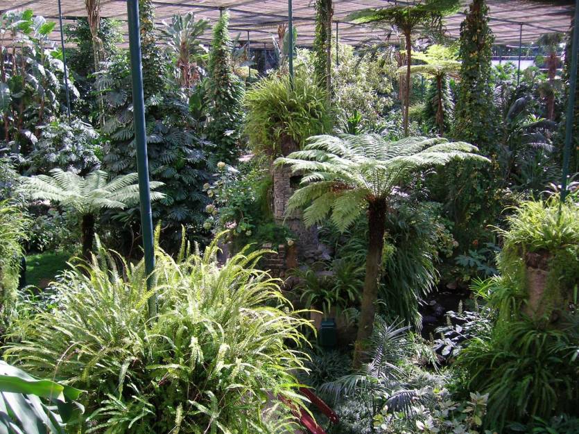 portugal-estufas-frias-parque-fernando-vii-lisboa-dicksonia-antarctica