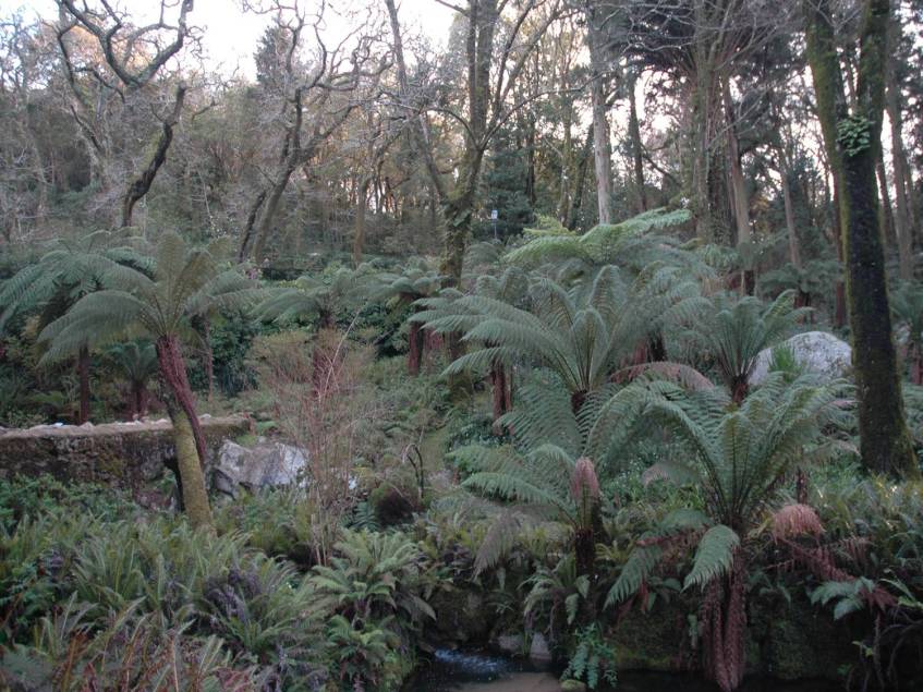 portugal-palacio-da-pena-dicksonia-antarctica