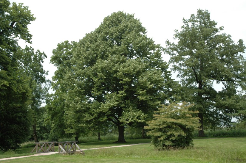 rasttat-favorite-de-rasttat-tilia-argentea