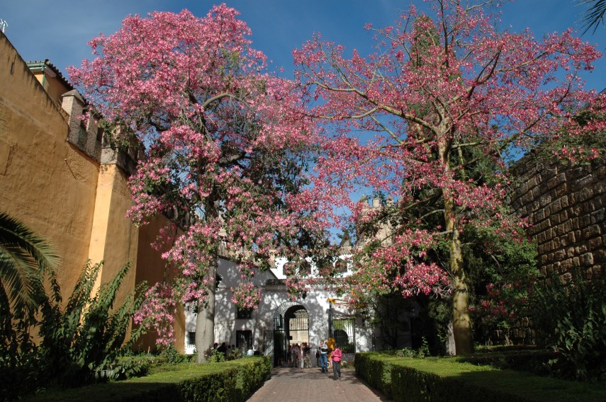 reales-alcazares-chorisia