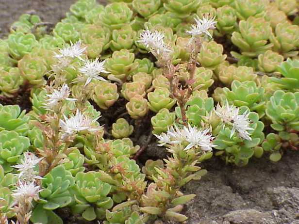 sedum_glaucophyllum3