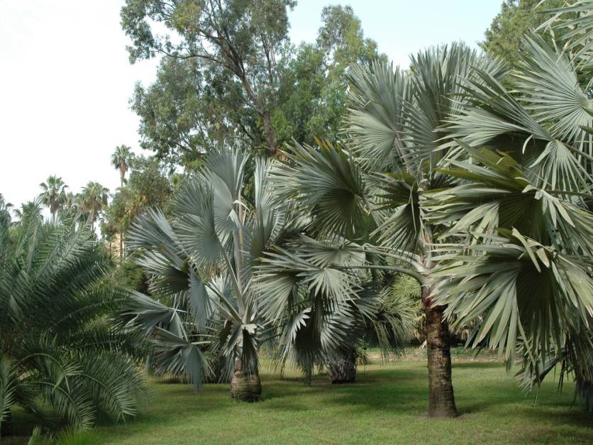 sicilia-orto-botanico-di-palermo-bismarkia-nobilis
