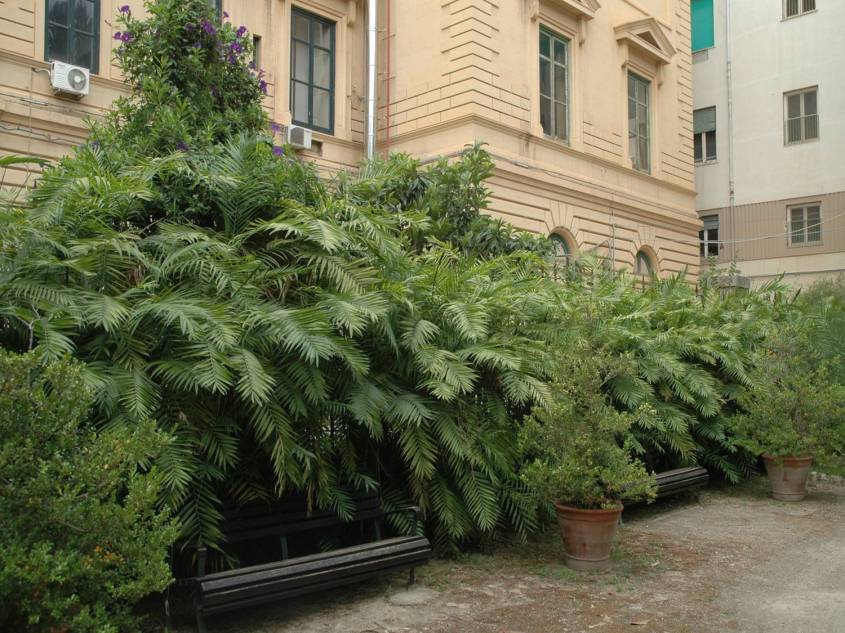 sicilia-orto-botanico-di-palermo-chamaedorea-elegans