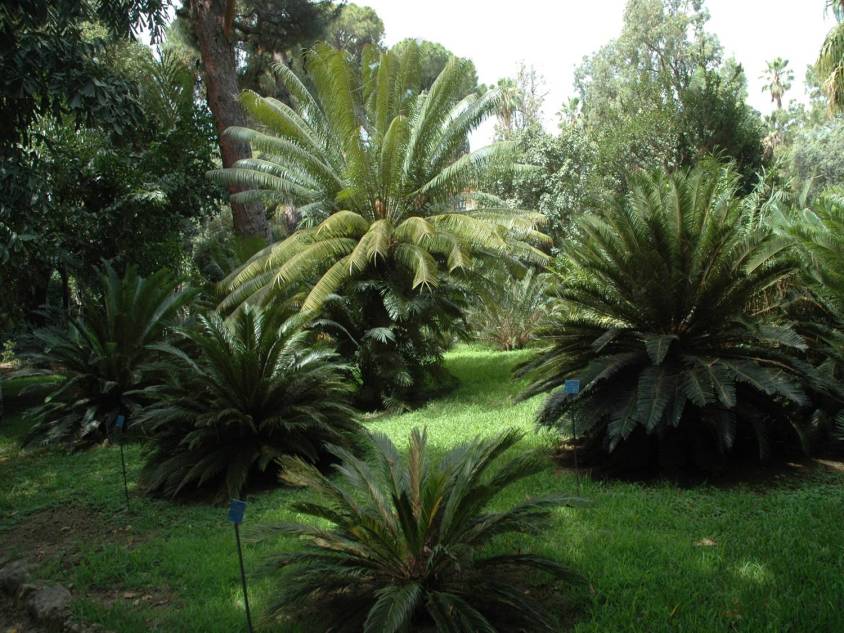 sicilia-orto-botanico-di-palermo-cyca-circinalis