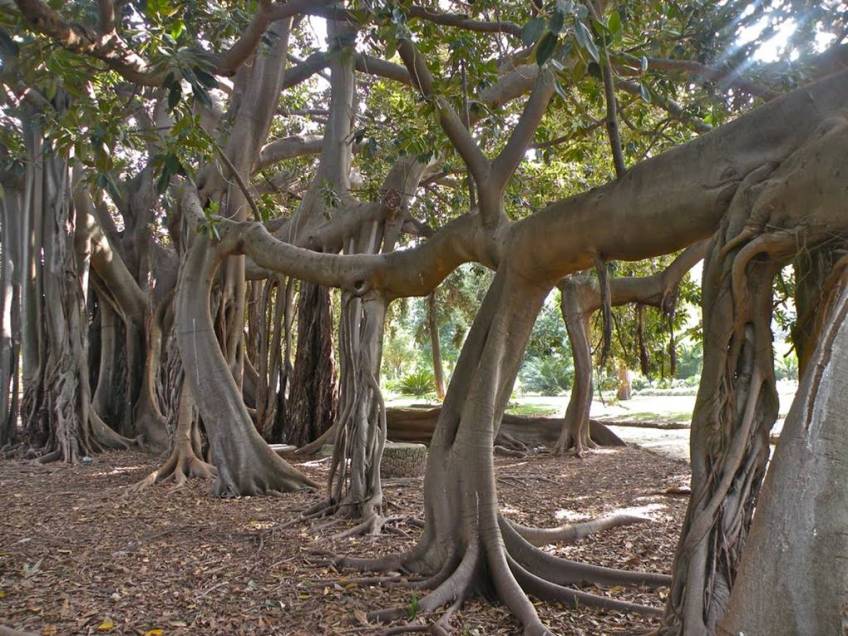 sicilia-orto-botanico-di-palermo-ficus-macrophylla