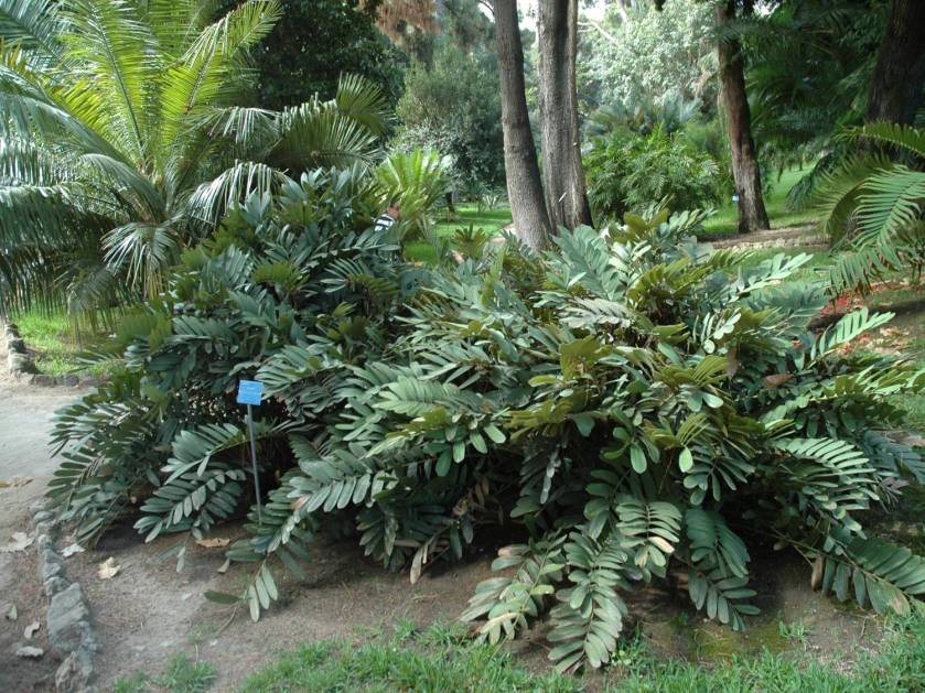 sicilia-orto-botanico-di-palermo-zamia-furfuracea