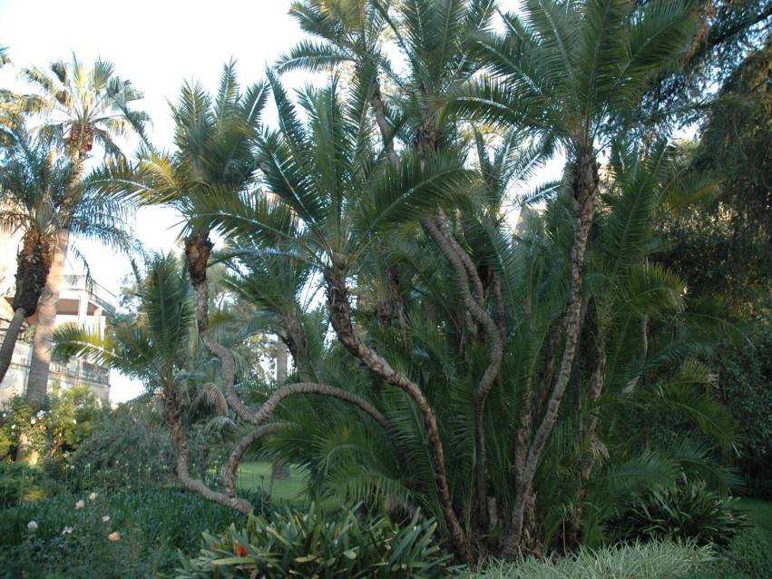 sicilia-villa-pennisi-phoenix-reclinata-palmera-de-senegal