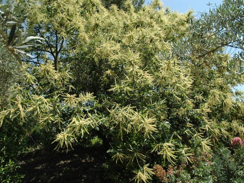 sicilia-villa-san-miguel-castanea-sativa-en-flor
