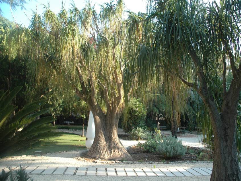 siracusa-hotel-delle-fontane-beaucarnea-recurvata