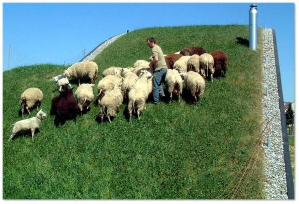 techos-verdes-segadors