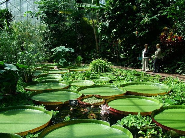 the-royal-botanic-edinburgh-victoria-amazonica