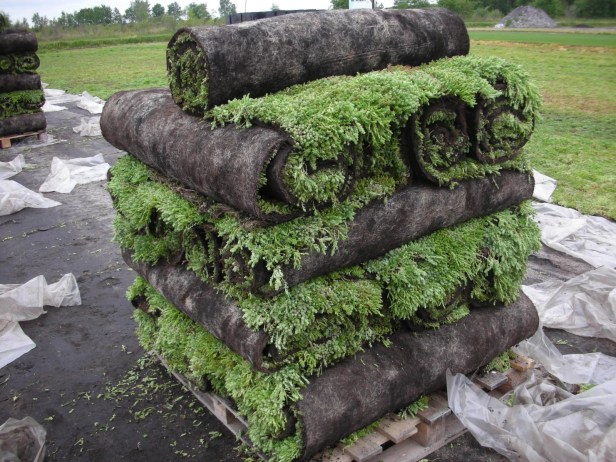 toitures-vegetalisees-en-sedum