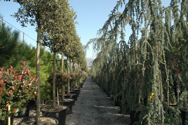 toscana-innocenti-mangoni-145