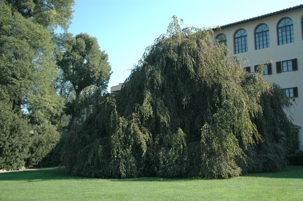 toscana-jardin-de-lla-gherasdesca-495
