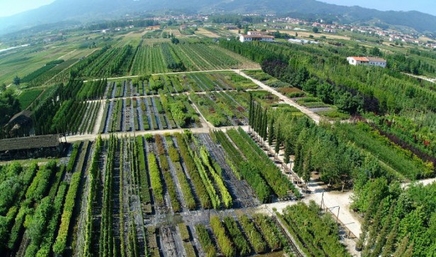 vivero-vivaio-masiano3piante-matti