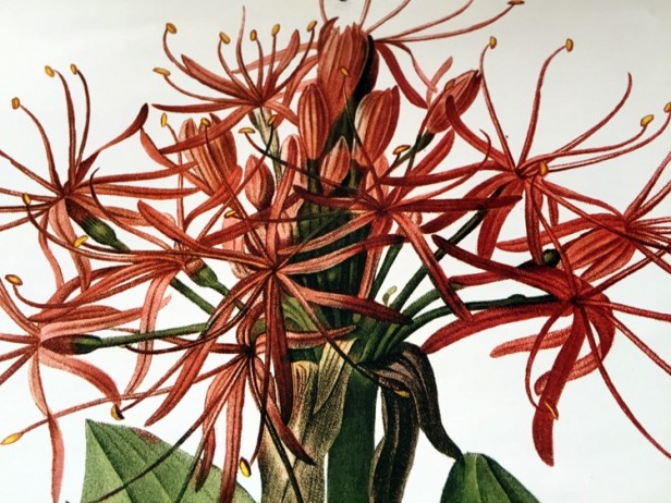 02-les-liliacees-ilustraciones-redoutee-003