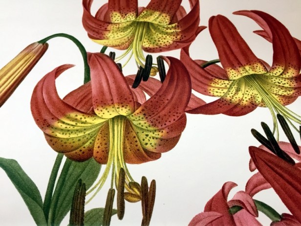 11-les-liliacees-ilustraciones-redoutee-012