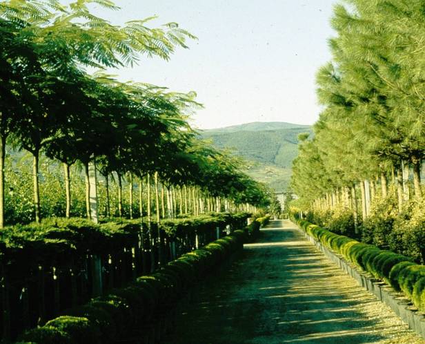 albizia-y-pinus-matti