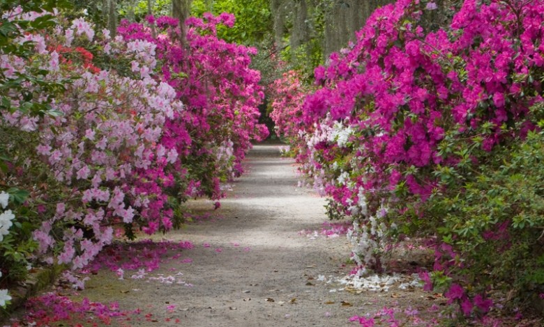 barroco-magnolia-gardens